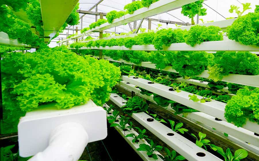 Climate-Resilient Agriculture Techniques