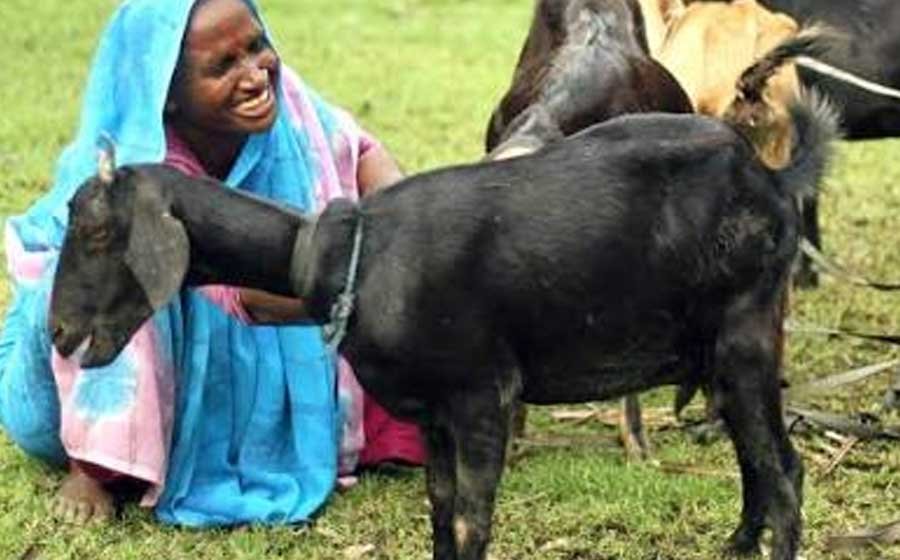Livestock Rearing for Income